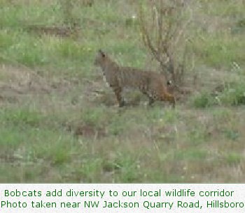 Bobcats add diversity to our local wildlife corridor. Photo taken near NW Jackson Quarry Road, Hillsboro