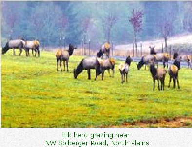 Elk herd grazing near NW Solberger Road, North Plains