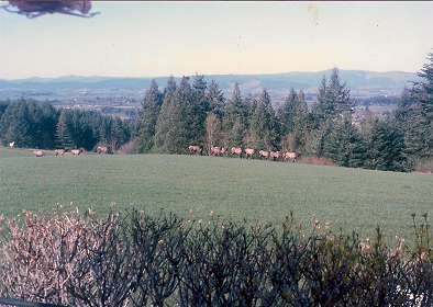 Elk herd heading north near NW Logie Trail, Hillsboro / View west to the Coast Range