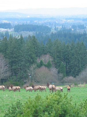 Elk herd in forested area overlooking Tualatin Valley / Photo taken near NW Brooks Road, Portland