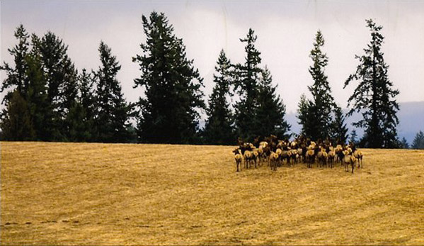 Elk herd in open field - Coast Range in the distance / Photo taken near NW Helvetia Road, Hillsboro