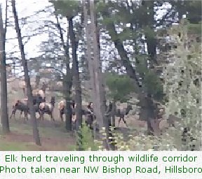 Elk herd traveling through wildlife corridor / Photo taken near NW Bishop Road, Hillsboro