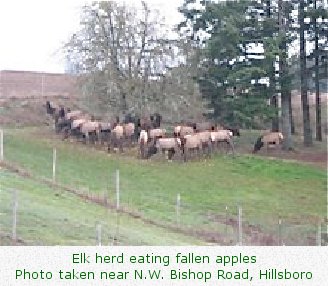 Elk herd eating fallen apples. Photo taken near N.W. Bishop Road, Hillsboro