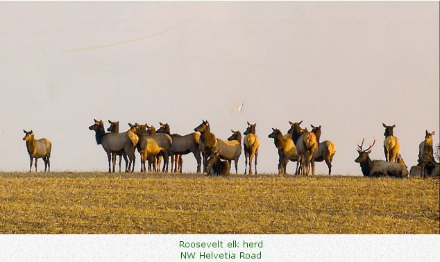 Roosevelt elk herd at NW Helvetia Road